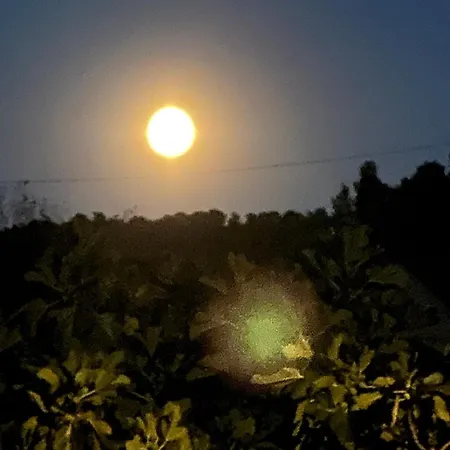 Cozy House Pavicic In Hvar Poljica (Hvar)